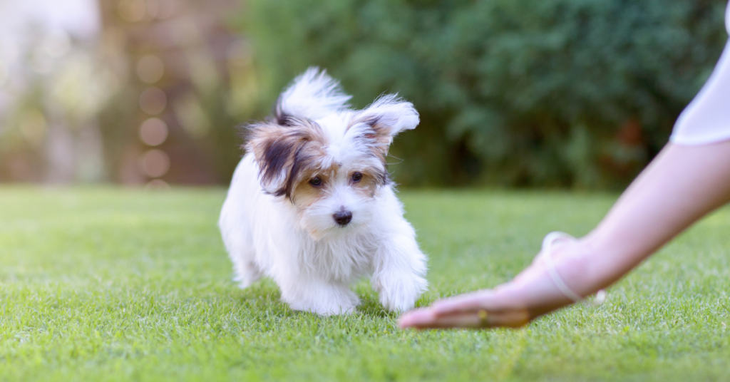 Are Dog Training Classes Worth It for Puppies?